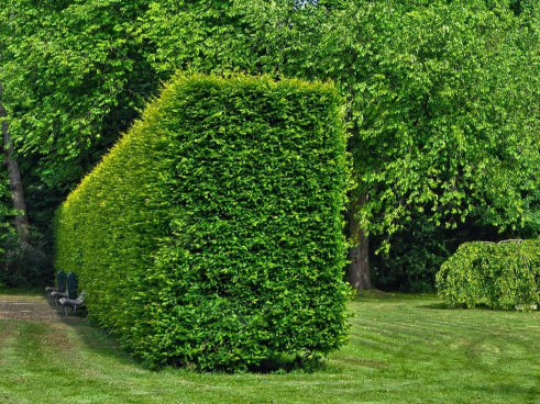 healthy rectangular trimmed hedge - planting and removal