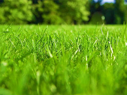 healthy grass close up