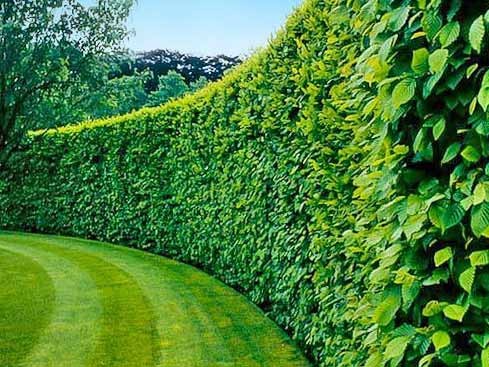 curved trimmed healthy hedge and cut grass