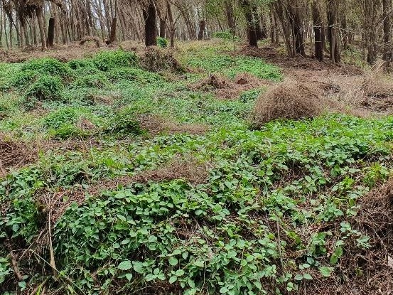 weeds and brush removal